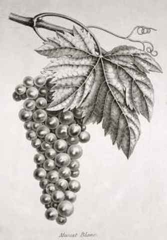 Philosophers Lay the Foundations of Western Thought