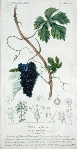 Switch from Substance to Industrial Farming