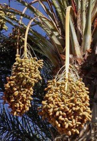 Camels and Dates Spread from Arabia