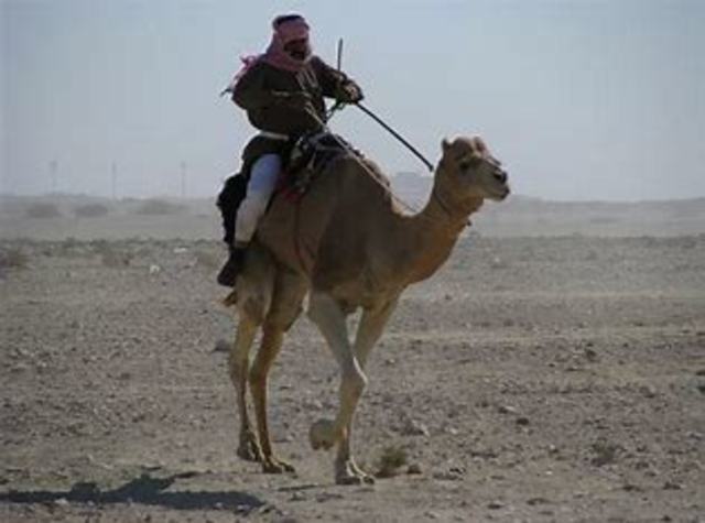 Camel Saddle is Invented
