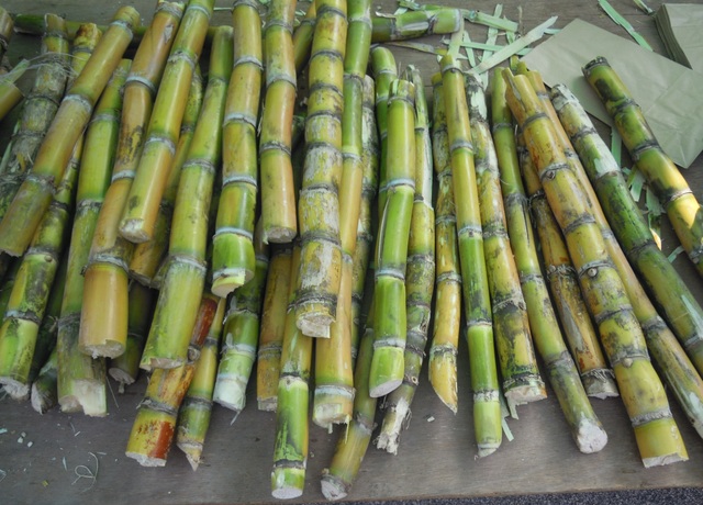Sugar Cane Reaches India