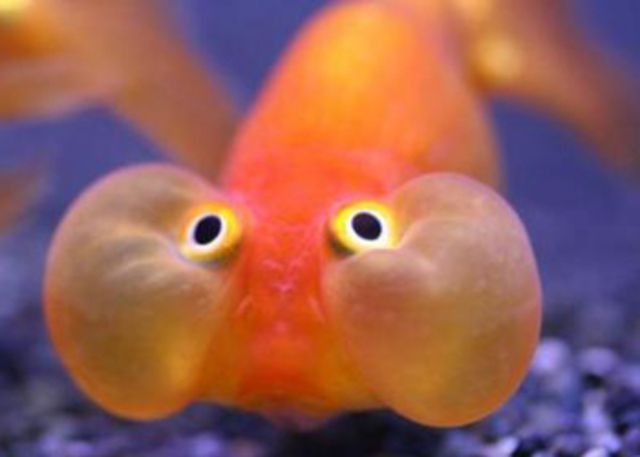 Peces sin mandíbula