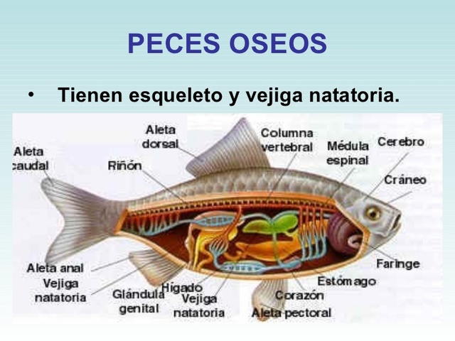Peces óseos
