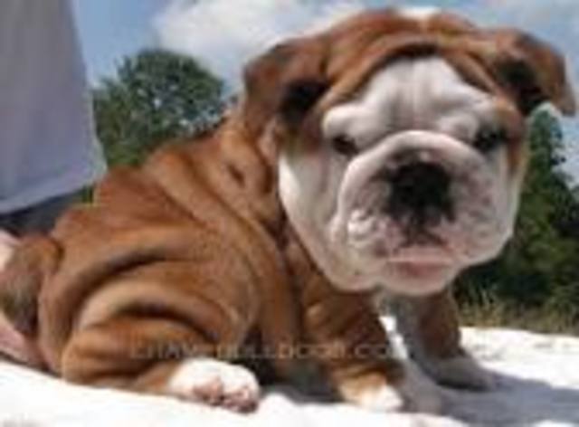 Open House: Philippi Elementary School