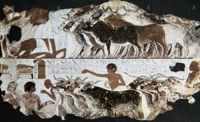 Nebamun Cattle