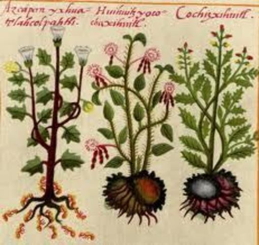 Códice de la cruz Badiana