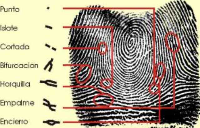 Icnofalangeometría, incorporada en la Policía Federal.