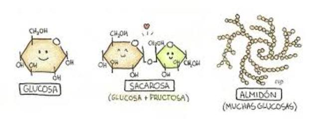 Formación del Almidón