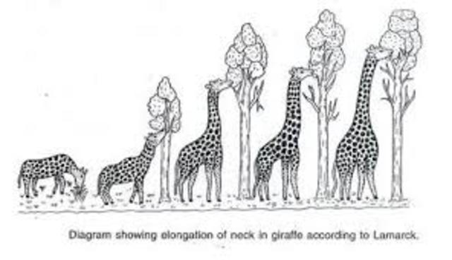 Theory of Natural Selection