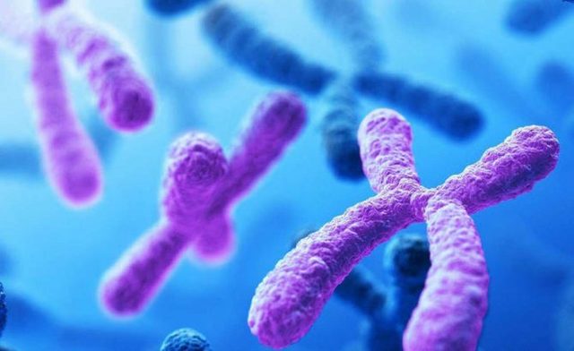 Se establece el numero de cromosomas humanos.