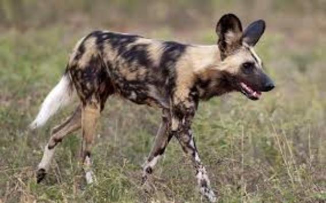 PERRO SALVAJE AFRICANO