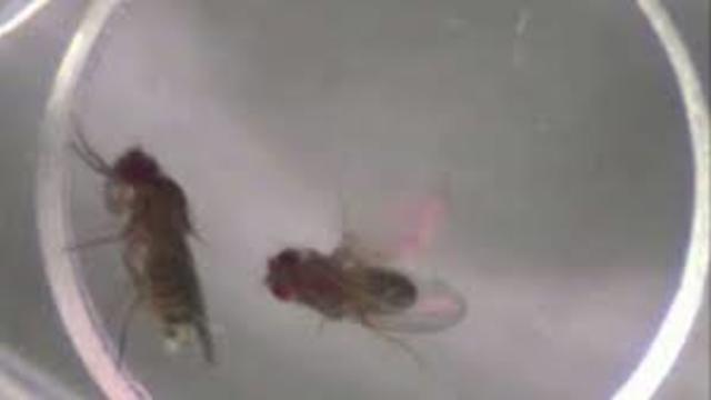 Experimentos con moscas