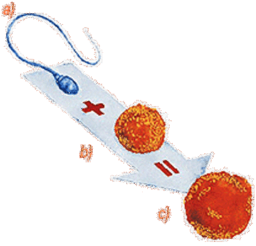 La herencia mezcladora