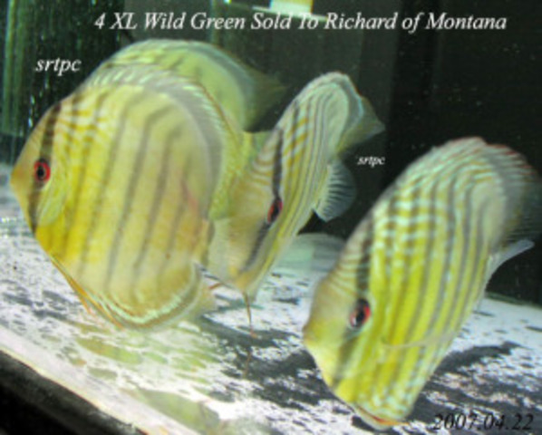 Symphysodon Aequifasciatus,