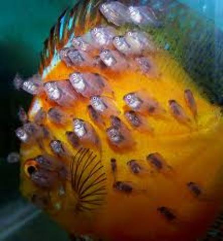 reproduccion en cautiverio