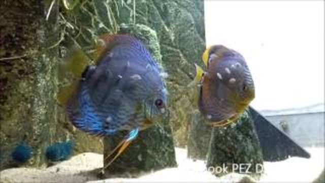 reproduccion en cautiverio