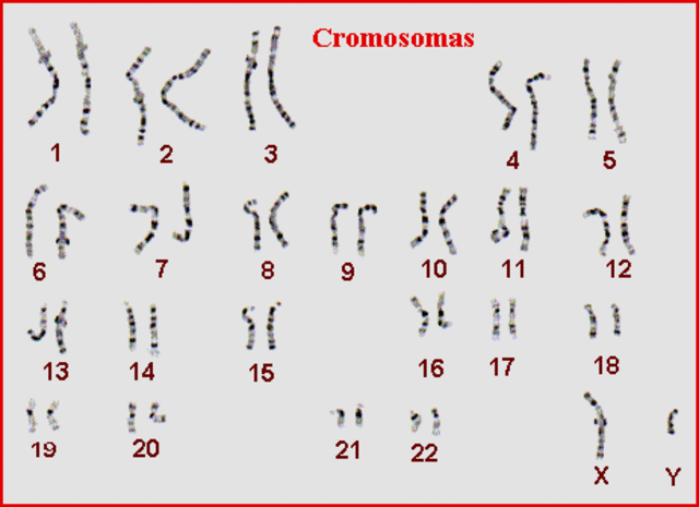23 pares de cromosomas