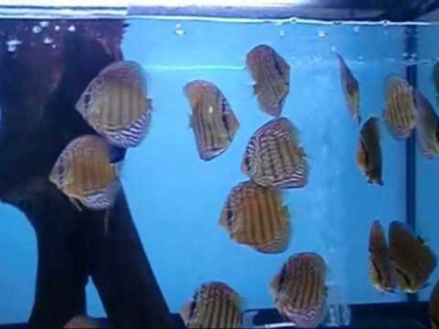 reproduccion en cautiverio