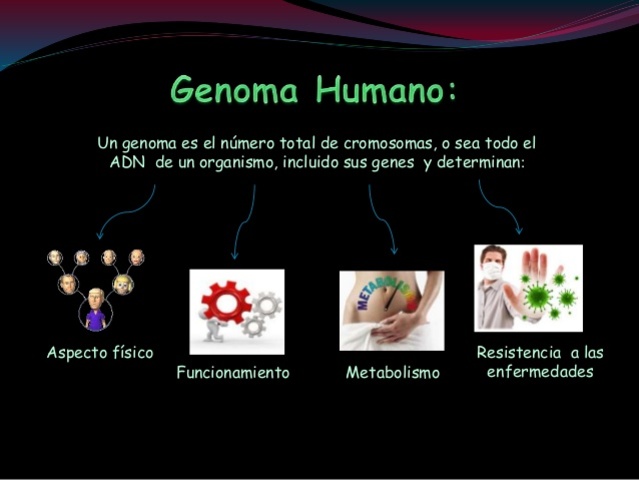 Proyecto Genoma Humano (PGH)