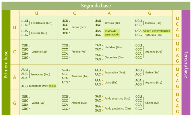 Jacob, Monod Lwoff y el modelo del operón/ El reloj molecular