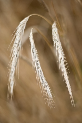 Creation of Food a Food Surplus