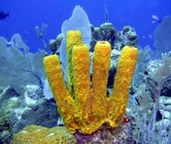 Precedente del Sistema Nervioso