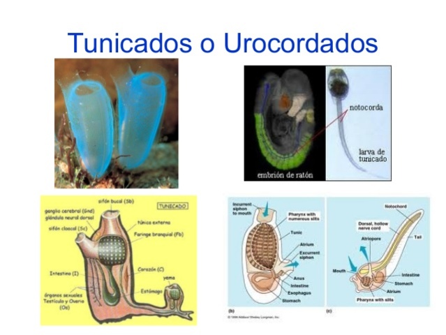 Primera agrupación neuronal