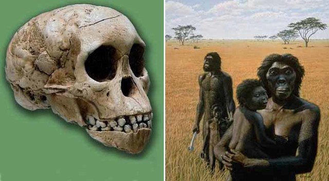 Australopitecus africanus