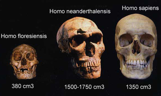Homo sapiens
