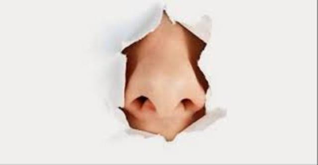 Sense of smell activity