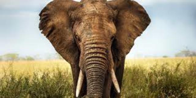 Animal survival Assessment