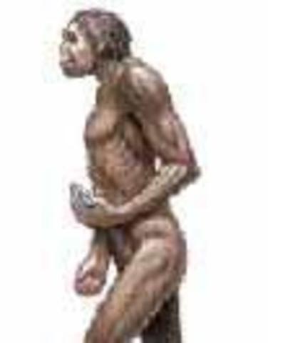 Homo Erectus