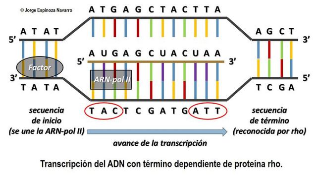 transcripcion