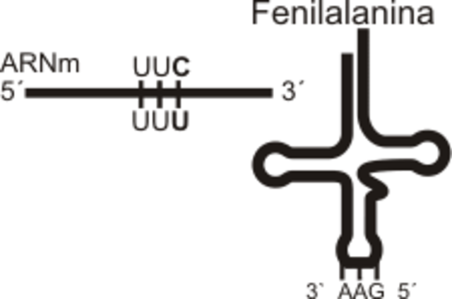 Nirenberg y Matthaei