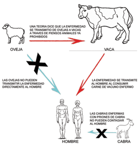 enfermedad de las vacas locas