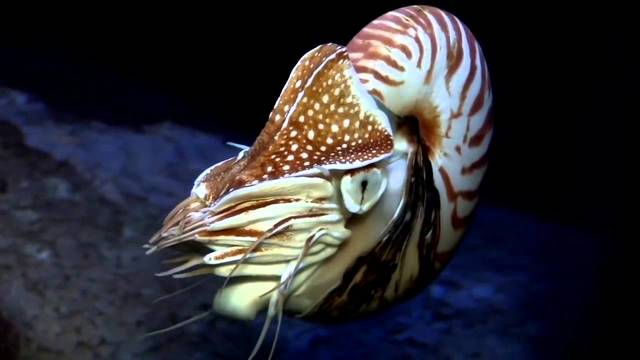 “The Chambered Nautilus” by Oliver Wendell Holmes