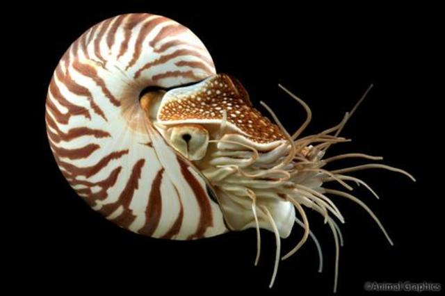 The Chambered Nautilus