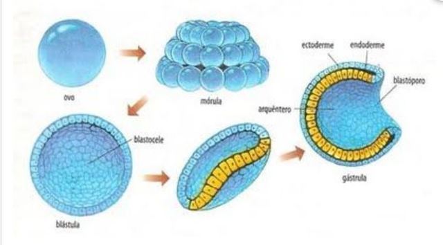 Aparición de las primeras neuronas