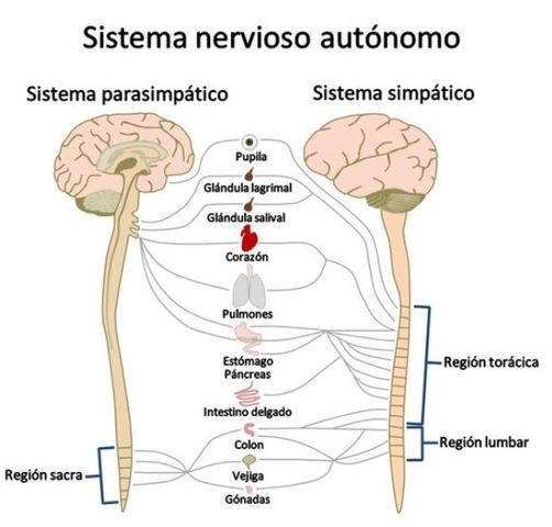 Sistema nervioso periferico(SNP)