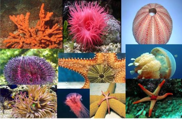 Aparición de dos tipos de organización nerviosa