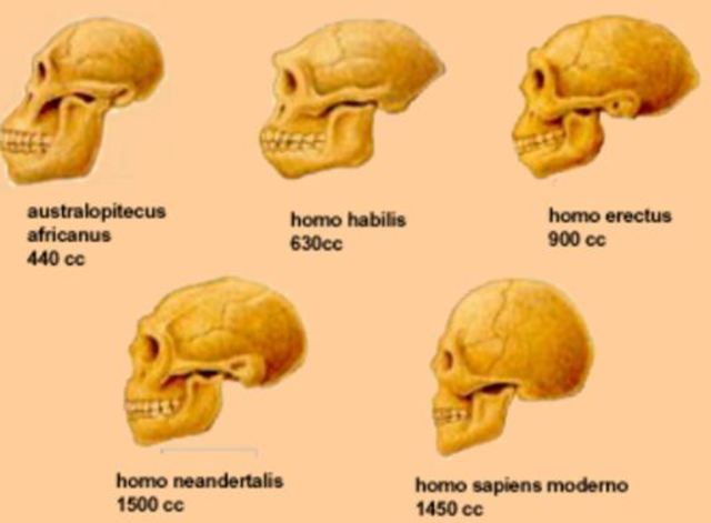 Hominidos Características cerebrales