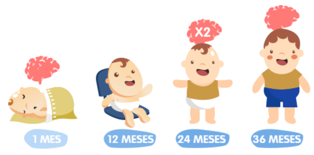 Segunda Etapa De La Vida