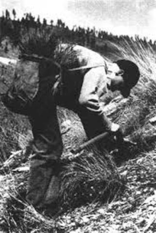 Siembras de Bananos en Honduras