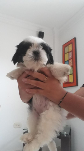 a new member in the family