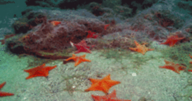 2.  Anillos nerviosos