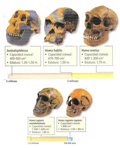 Características de su cerebro