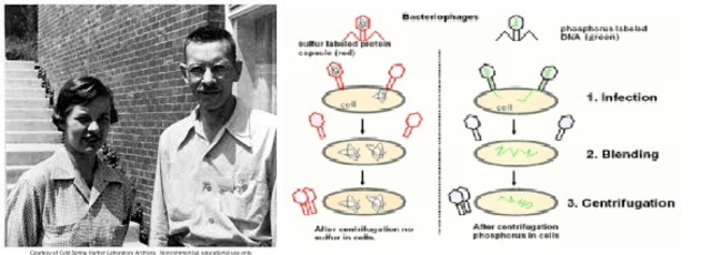 Alfred Hersheyand Martha Chase