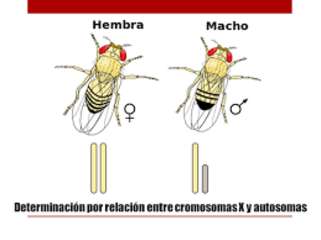 Que Demostro  Pauling (1930)