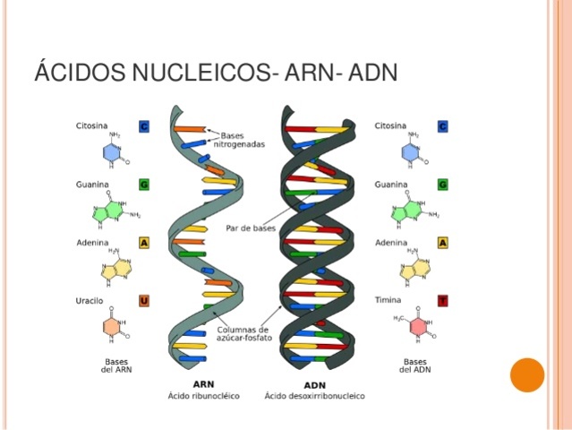 que descubre Erwin Chargaff ?