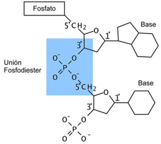 Que Demostro Alexander Robert?